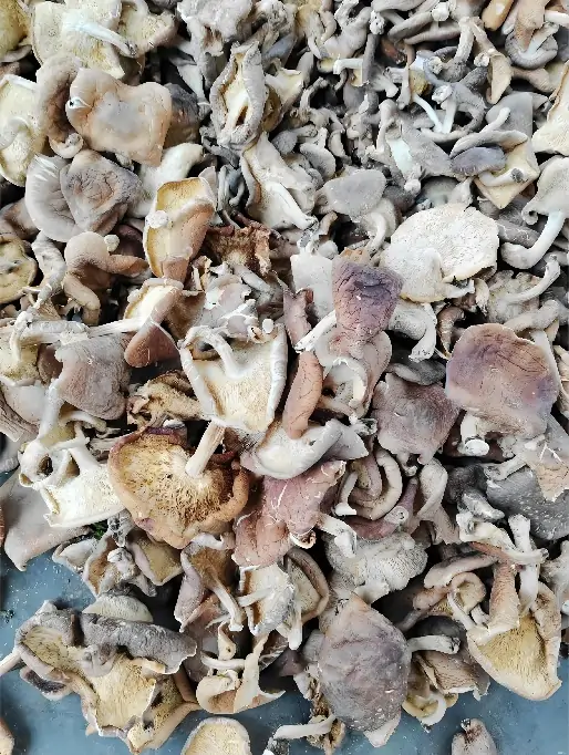 Dried Mushroom Display 1