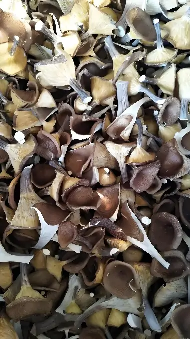 Dried Mushroom Display 2