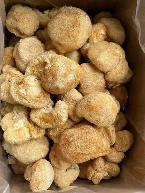 Dried Mushroom Display 3